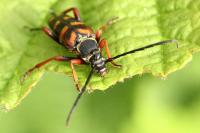 Leptura aurulenta