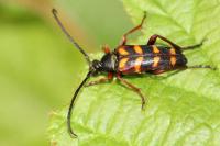 Leptura aurulenta