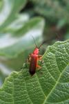 Rhagonycha fulva