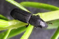 Rhyncolus elongatus