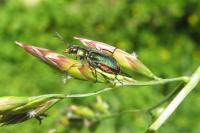 Malachius bipustulatus