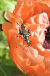 Oedemera nobilis