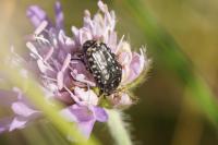 Oxythyrea funesta
