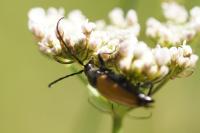 Stictoleptura fulva