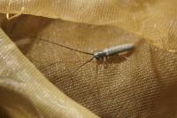 Calamobius filum