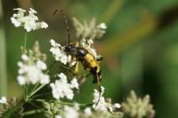 Rutpela maculata