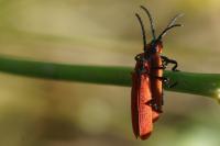 Lygistopterus sanguineus