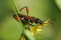 Stenopterus rufus
