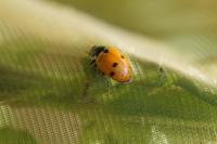 Hippodamia variegata