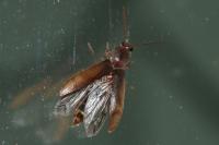 Stenagostus rhombeus