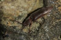 Stenagostus rhombeus