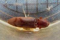 Stenagostus rhombeus