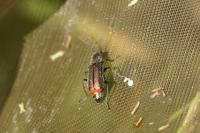 Malachius bipustulatus