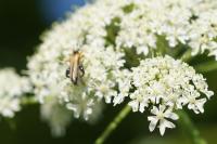 Oedemera podagrariae