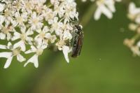 Oedemera nobilis