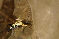 Rutpela maculata