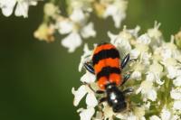 Trichodes apiarius