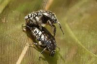 Oxythyrea funesta