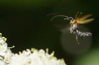 Oedemera podagrariae