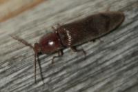 Stenagostus rhombeus