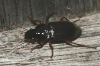 Pseudoophonus rufipes