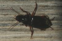 Pseudoophonus rufipes