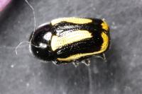 Cryptocephalus vittatus