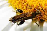 Oedemera podagrariae