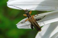 Oedemera podagrariae