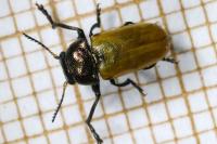 Labidostomis longimana