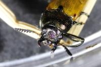 Labidostomis longimana