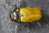 Labidostomis longimana