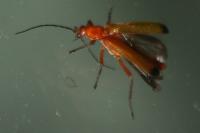 Rhagonycha fulva