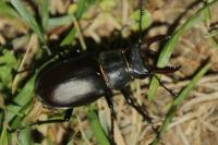 Lucanus cervus