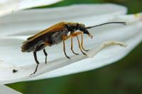 Oedemera podagrariae