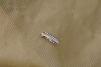Agrilus