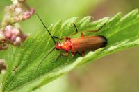 Rhagonycha fulva