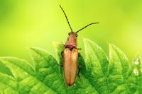 Athous bicolor