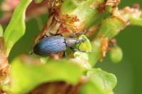 Perapion violaceum