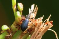 Perapion violaceum