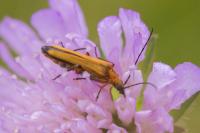 Oedemera podagrariae