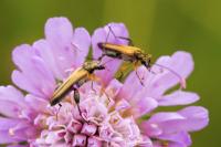 Oedemera podagrariae