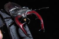 Lucanus cervus