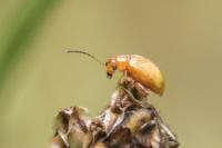 Longitarsus