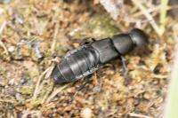 Ocypus olens