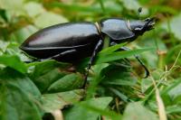 Lucanus cervus