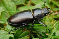 Lucanus cervus