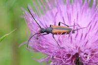 Stenurella melanura