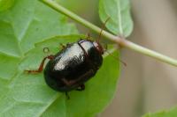 Chrysolina bankii
