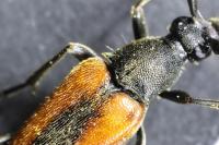 Stenurella melanura